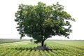 Lone tree in a field Royalty Free Stock Photo