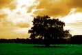 Lone tree in field Royalty Free Stock Photo