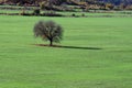 Lone Tree in the Field Royalty Free Stock Photo