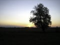 A lone tree in a field against the background of a late sunset over in the evening twilight Royalty Free Stock Photo