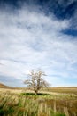 Lone Tree in a Field of Grass