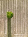 A lone tree in a field of harvested corn with only a small strip of corn plants left to harvest. Royalty Free Stock Photo