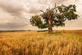 Lone tree in a field Royalty Free Stock Photo