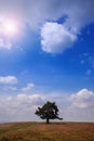 Lone tree on field over blue sky Royalty Free Stock Photo