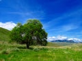 Lone tree in field with sky Royalty Free Stock Photo