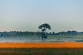 Lone tree in a field at sunrise. Royalty Free Stock Photo