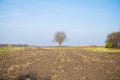 Lone tree field under the blue sky Royalty Free Stock Photo