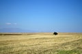 A lone tree in a field of wheat Royalty Free Stock Photo