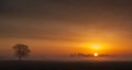 Lone tree in a misty sunrise