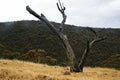 Lone tree Fleurieu Peninsula Royalty Free Stock Photo