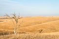 Lone Tree in Flint Hills of Kansas Royalty Free Stock Photo