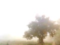 A lone tree in a fog