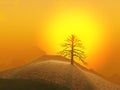 Lone Tree Foggy Sunrise