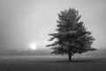 A lone tree with a foggy sunrise Great Smoky Mountain National Park Royalty Free Stock Photo