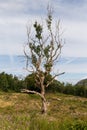 A lone tree in a forest clearing on a late summers day Royalty Free Stock Photo