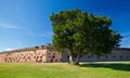 Lone Tree at Fort Pulaski