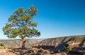 Lone tree overlooking the Green River canyon Royalty Free Stock Photo