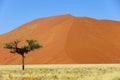 Lone tree in front of high dune