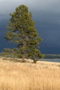 Lone Tree and Gathering Storm Royalty Free Stock Photo