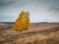 A lone tree in glorious Autumn colours on top of Spaunton Moor, North York Moors Royalty Free Stock Photo