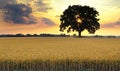 Lone tree in golden field at sunset Royalty Free Stock Photo