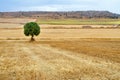 Lone tree in a grain field after harvest Royalty Free Stock Photo
