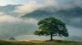 A lone tree in a grassy field with fog rolling over it, AI Royalty Free Stock Photo