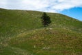 Lone tree on a grassy hill in Custer State Park South Dakota Royalty Free Stock Photo