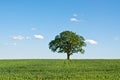 Lone Tree in a Green Field Royalty Free Stock Photo
