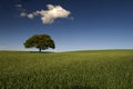 Lone tree in green field