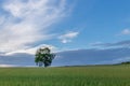 Lone Tree green field blue sky