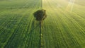 Lone tree on the green fields Royalty Free Stock Photo