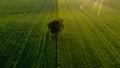 Lone tree on the green fields Royalty Free Stock Photo