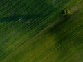 Lone tree on the green fields Royalty Free Stock Photo