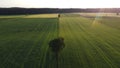 Lone tree on the green fields Royalty Free Stock Photo