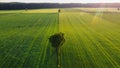 Lone tree on the green fields Royalty Free Stock Photo