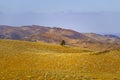 Lone tree growing on yellow hills. Royalty Free Stock Photo