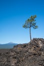 Lone tree grows out of the lava flow in Newberry Volcano National Monument, Mt Bachelor in background Royalty Free Stock Photo