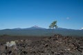 Lone tree grows out of the lava flow in Newberry Volcano National Monument, Mt Bachelor in background Royalty Free Stock Photo