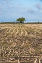 Lone tree in a harvested corn field Royalty Free Stock Photo