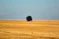 Lone tree on a harvested wheat field