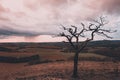 a lone tree on a hill with rain and storm clouds in the background, Old Winchester Hill, Hampshire, UK Royalty Free Stock Photo