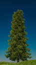 a lone tree on a hill under a blue sky,3D illustration Royalty Free Stock Photo