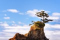 Lone tree on intertidal rock in Lincoln City Royalty Free Stock Photo