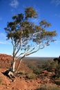 Lone Tree - Kings Canyon Royalty Free Stock Photo