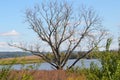 Lone tree by the lake Royalty Free Stock Photo