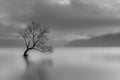 Lone tree