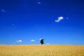 A lone tree in a large corn field Royalty Free Stock Photo
