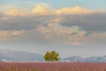 Lone tree in a lavender field on the plateau of Valensole in Provence Royalty Free Stock Photo