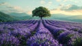 Lone Tree in Lavender Field Royalty Free Stock Photo